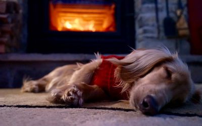 Fireplace Pet-Proofing Tips